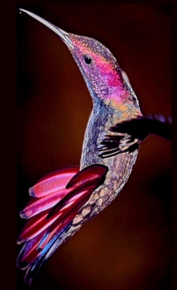 HUMMINGBIRD 1 by michaeltodd