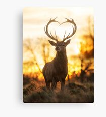 Stag With the Heart Shaped Antlers Canvas Print