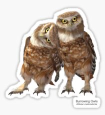Burrowing Owls Sticker