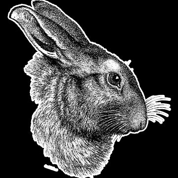 Rabbit Bunny Hare Cute Realistic Drawing Wildlife Animal - Bunny