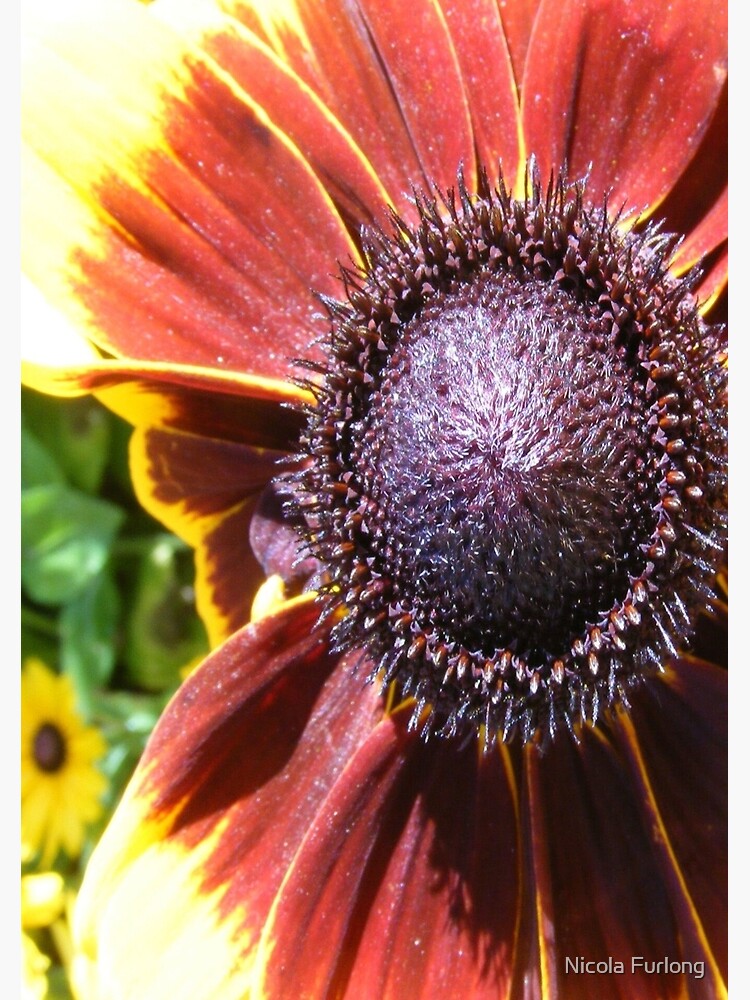 RED SUNFLOWER SEEDS AND PETALS by nicolafurlong