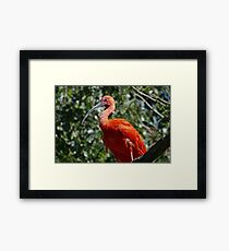 Bill Framed Print
