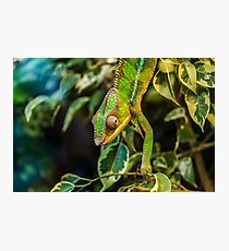 Chameleon Photographic Print