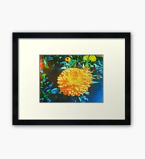 YELLOW MARIGOLD VINTAGE INDIA Framed Print