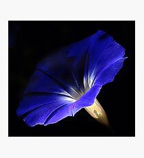 Morning Glory Photographic Print