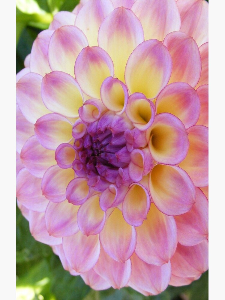 PURPLE DAHLIA FLOWER PETALS by nicolafurlong