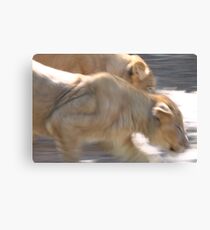 Panthera leo Canvas Print