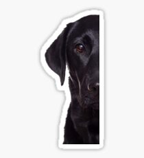 Black Lab Sticker