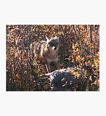 Prairie wolf Photographic Print