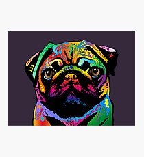 Pug Dog Photographic Print