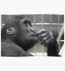 Primate Poster