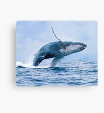Breaching Humpback Whale Metal Print