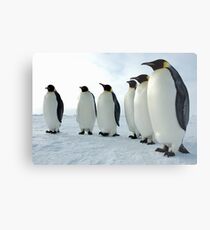 Lined up Emperor Penguins Metal Print