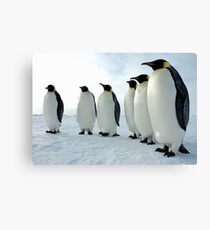 Lined up Emperor Penguins Canvas Print