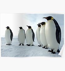 Lined up Emperor Penguins Poster