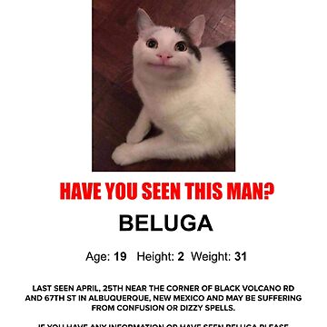 Beluga Cat Sticker for Sale by Nagjin in 2023