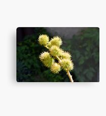 Natural green branch with spikes Metal Print