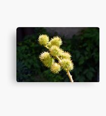 Natural green branch with spikes Canvas Print