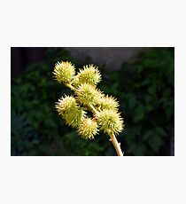 Natural green branch with spikes Photographic Print