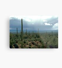 Arizona Desert and Cactuses Metal Print
