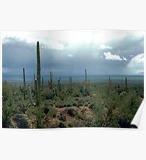 Arizona Desert and Cactuses Poster