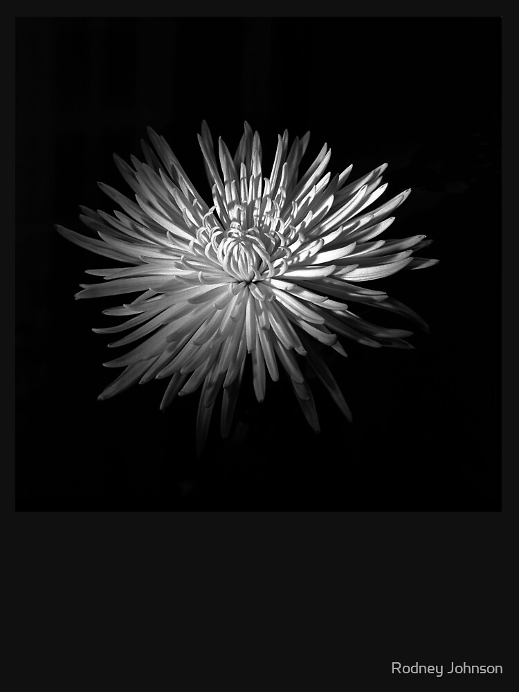 Spring Chrysanthemum by rodneyj46
