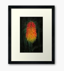 Red Hot Poker Framed Print