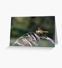 Yellow Dragon MN Greeting Card