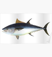 Bluefin Tuna Illustration Poster
