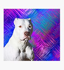 White American Pit Bull Terrier Dog Photographic Print