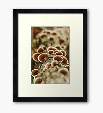 Parasite mushrooms on tree Framed Print