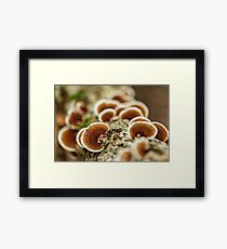Parasite mushrooms on tree Framed Print