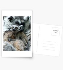 Baby Ring-tailed Lemur Postkarten
