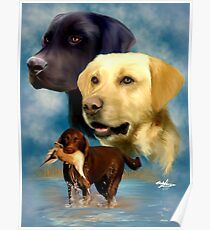 Labrador Retrievers Poster