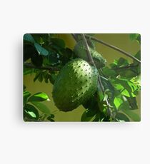 GUYABANO, THE SOURSOP FRUIT - Cancer Remedy- PICTURE/CARD Metal Print
