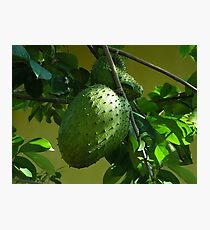 GUYABANO, THE SOURSOP FRUIT - Cancer Remedy- PICTURE/CARD Photographic Print