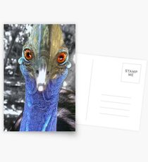 Cassowary Postcards
