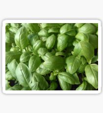 Basil Sticker