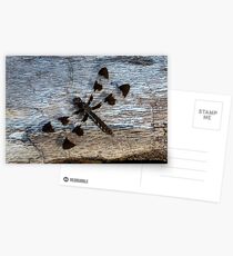 Dragonfly on Dead Log Postcards