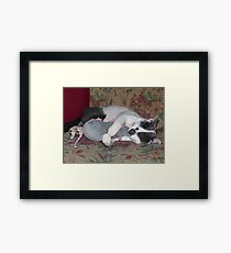 Sleeping Kitten Framed Print