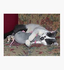 Sleeping Kitten Photographic Print