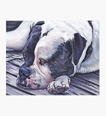 American Bulldog Fine Art Painting Photographic Print