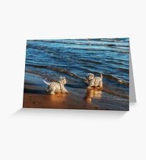 Playing in the sunset Greeting Card