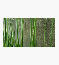 leek Photographic Print