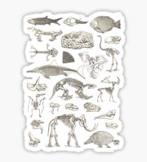 Paleontology Illustration Sticker