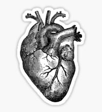 Vintage Heart Anatomy Sticker