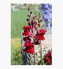 Snapdragons Photographic Print
