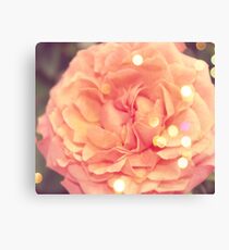 Secret Garden | Peach rose Canvas Print