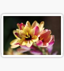 Happy and Bright Ixia Sticker