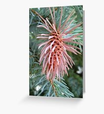 Spruce Cone with Galls Greeting Card